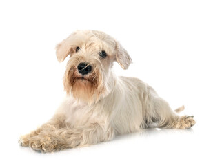 miniature schnauzer in studio