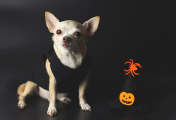 brown  short hair  Chihuahua dog sitting on black background with Halloween witch hat decorated with pumpkin face and spider.