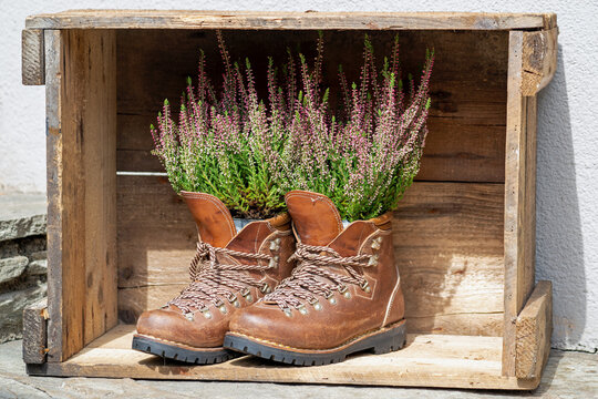 garden decoration - old walking boots with heather in autumn