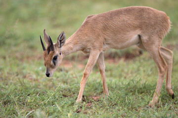 Free ranging male african antelope the oribi
