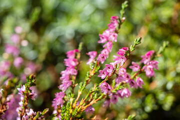 the blossoming heather in autumn on the mountains at a sunny september day