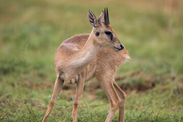Free ranging male african antelope the oribi