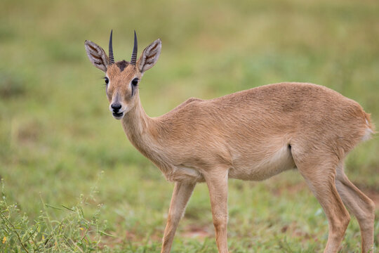 Free ranging male african antelope the oribi