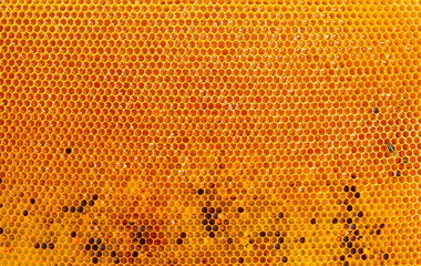Fresh sweet honey in comb close up with copy space.