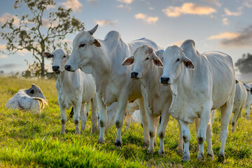 herd of Nelore cattle on pasture - obrazy, fototapety, plakaty