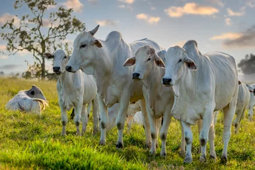Fotobehang herd of Nelore cattle on pasture © Leonidas