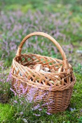 Fototapeta na wymiar mushroom picking: forest mushrooms and boletes in a wicker basket on the moor area