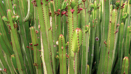 The cardons  plant (Euphorbia canariensis) as cactus-like columnar,  growing in the lowlands landscape of Canary Islands.Toned nature background.