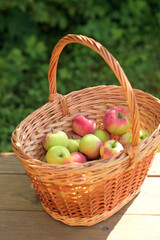 Fototapeta na wymiar Ripe apples in a wicker basket. An image with a selective focus.