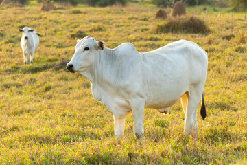 White Nelore cattle in pasture