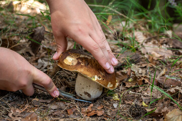 A boletus Boletus edulis mushroom is cut off with a knife