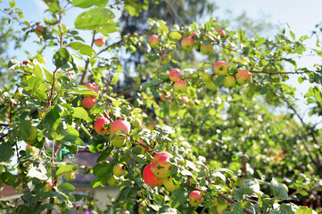 The branches of an apple tree against the sky bend under the weight of apples. An image with a selective focus.