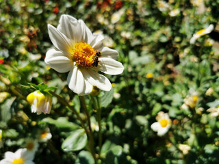 Bee sipping nectar from blooming white Dahlia flower in the botanical garden in Madrid, Spain