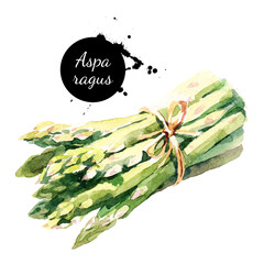 Watercolor asparagus. Isolated eco food illustration on white background - obrazy, fototapety, plakaty
