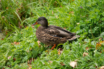 duck in the grass
