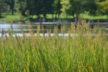 sea grass water river boat ocean seagrass sea oats seaoats fall autumn