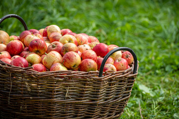 Knitted wooden basket with red apples on green field