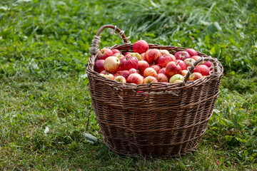 Knitted wooden basket with red apples on green field - autumn village theme - obrazy, fototapety, plakaty