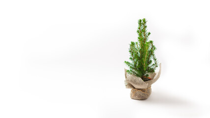 Small live Christmas tree isolated on a white background.