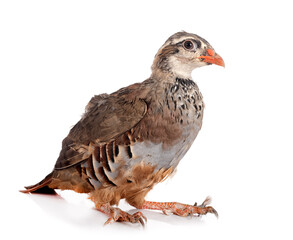 Red-legged partridge