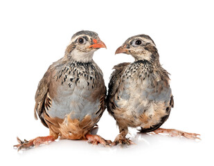 Red-legged partridges