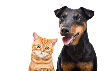 Portrait of a dog of breed Jagdterrier and kitten Scottish Straight, closeup, isolated on white background