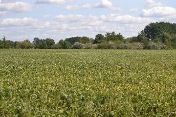 clouds agriculture fields farms blue sky cloud fluffy 