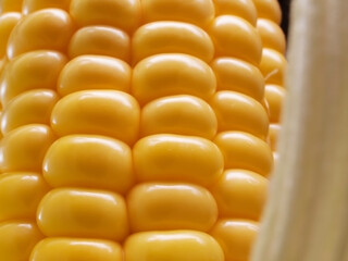 Super macro of corn grains.
Fresh corn with golden-colored grains in a green peel.