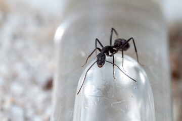 Large worker of Camponotus cruentatus looks towards the lens