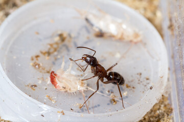 Camponotus ligniperda worker cleans her paws while eating a silverfish