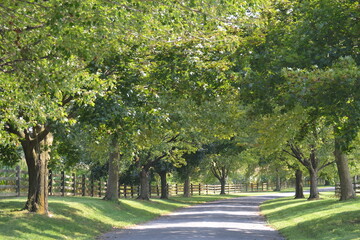 country road spring trees lane nature farm