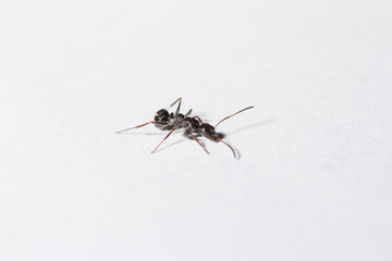Camponotus piceus worker with its characteristic fin on a white background