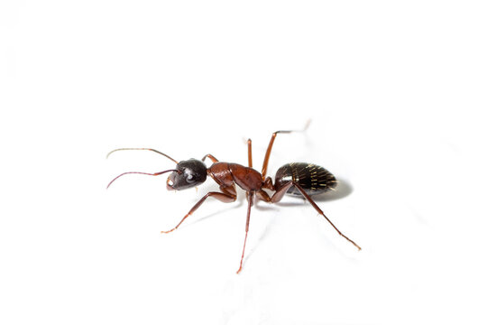 Camponotus ligniperda walking in white background