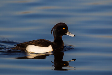 Tufted duck swimming on a pond in London, UK	