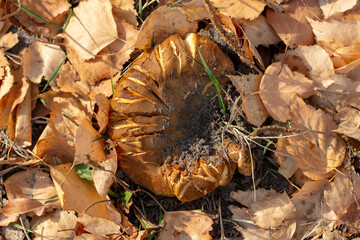 Pig mushroom in leaves in autumn.