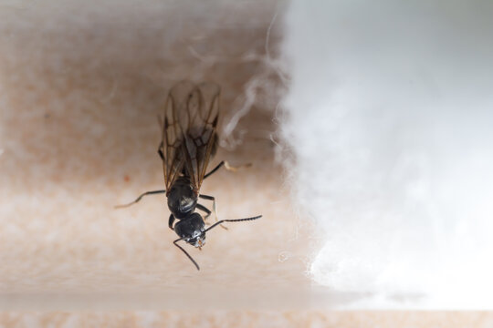 Queen of Tapinoma magnum in a test tube is preparing to found the colony