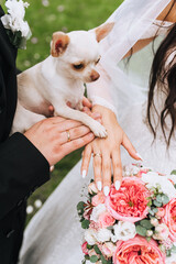 The bride and groom hold their hands with rings on their fingers, and with the paw of a Chihuahua...