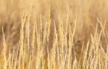 Yellow ears of grass in autumn.