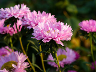 Beautiful pink asters blooming in nature.