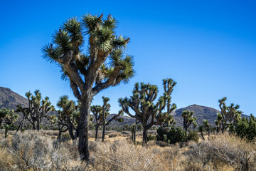 Joshua Trees in Joshua Tree National Park, California