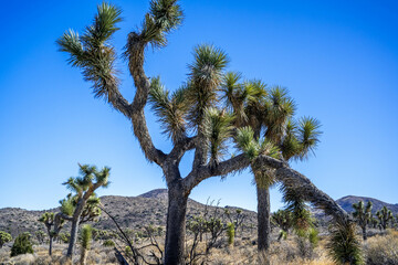 Joshua Trees in Joshua Tree National Park, California