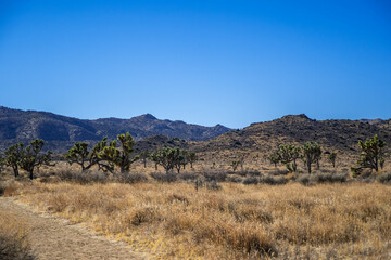 Fototapeta na wymiar Joshua Trees in Joshua Tree National Park, California