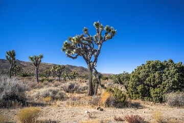 Joshua Trees in Joshua Tree National Park, California