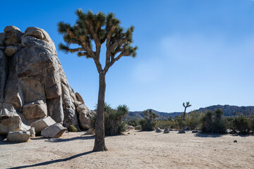 Joshua Trees in Joshua Tree National Park, California
