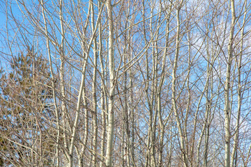 Fototapeta premium Bare branches on an aspen against a blue sky.