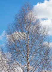 Fototapeta na wymiar Bare branches on a tree against a blue sky.