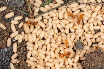 White ant eggs on the ground.