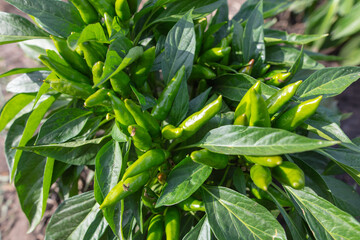 Green pepper on a plant in a vegetable garden.