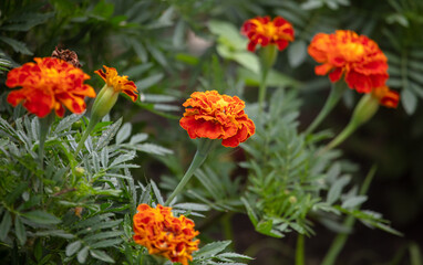 Orange flower on a plant.