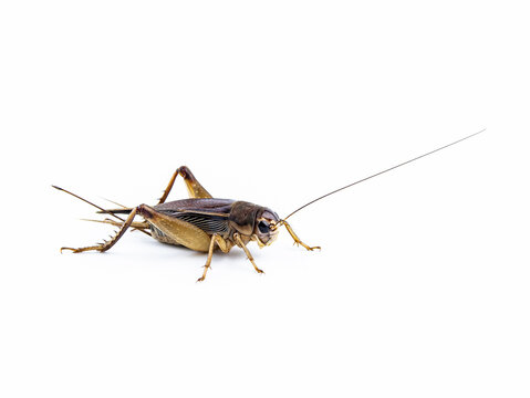Brachytrupes portentosus, cricket bug isolated on a white background